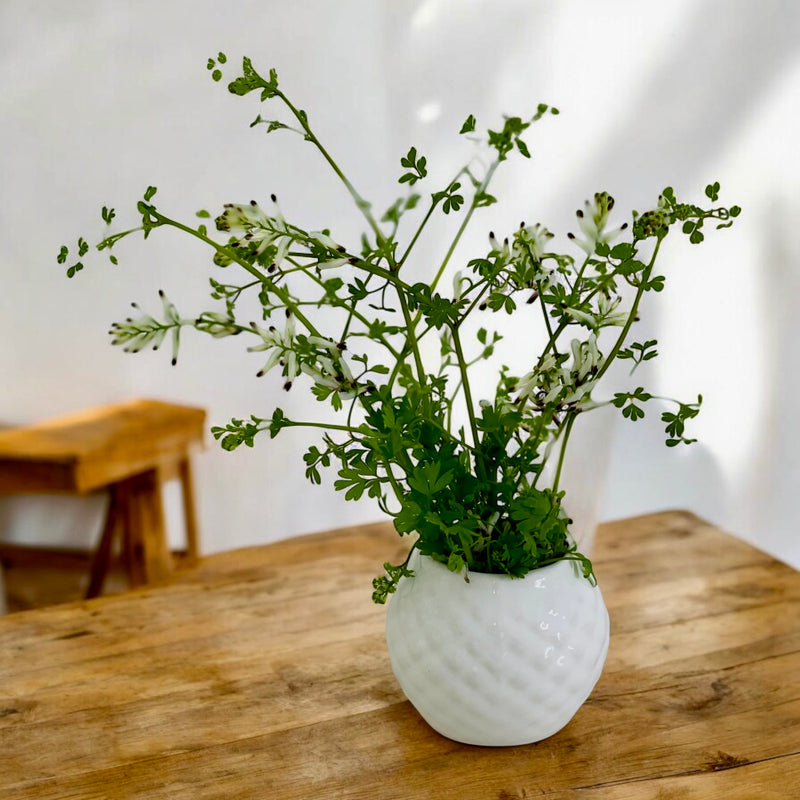 FLORERO CRISANTEMO MINI BLANCO